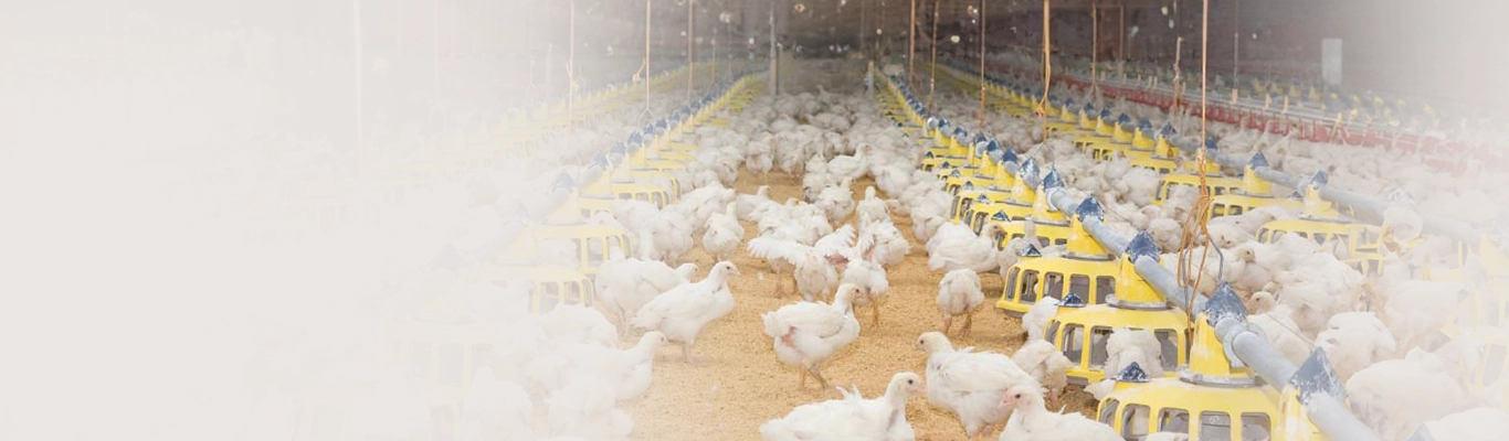 Poultry Power Poultry Power